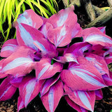 Semillas raras de lirio de encaje blanco con flores perennes de hosta mixtas