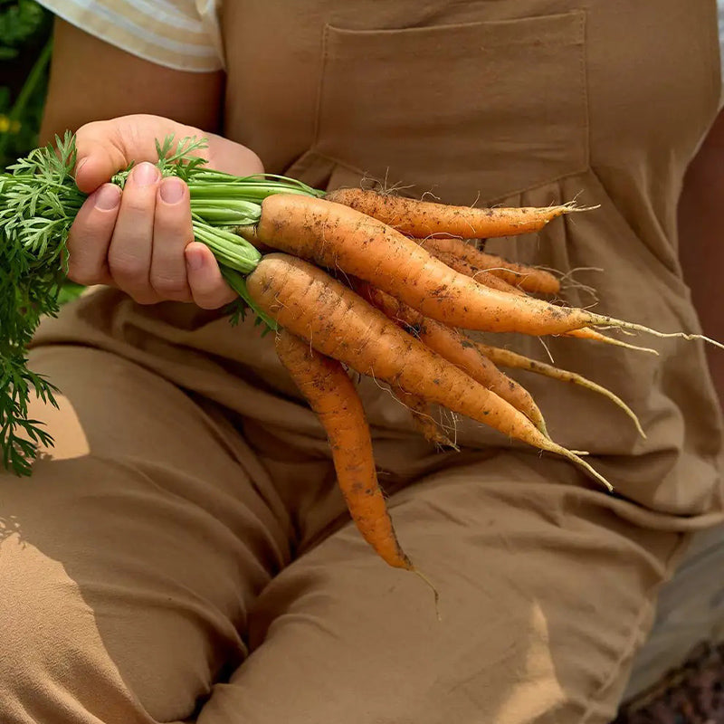 Carrot, Nantes Half Long