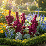 Feathered Amaranth (Amaranthus cruentus) Seeds