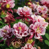 Semillas de flores de pata de gato