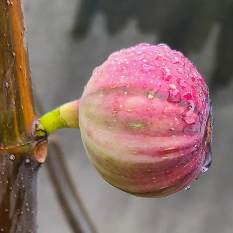 Rainbow Figs Seeds higher quality