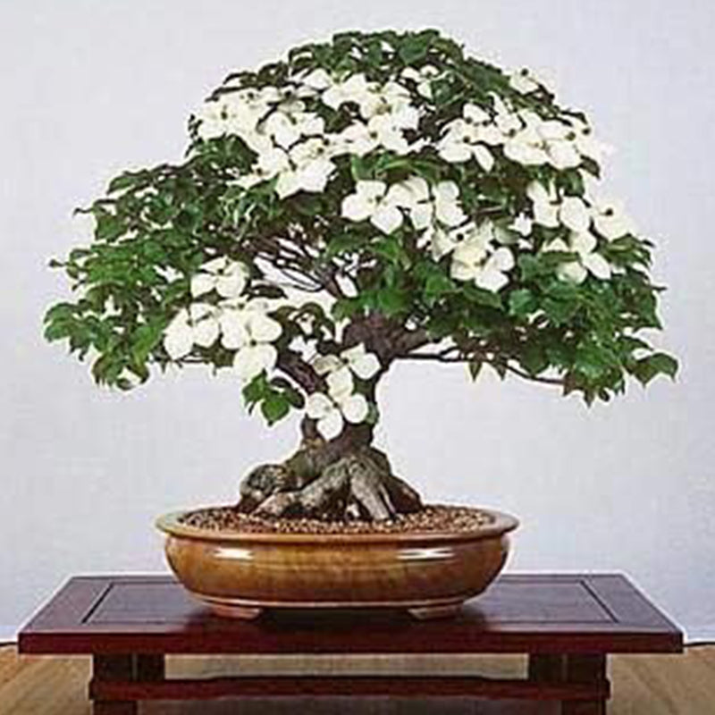 Flowering Dogwood Tree Seeds Beautiful Flowering Tree Seeds for Planting