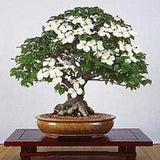 Flowering Dogwood Tree Seeds Beautiful Flowering Tree Seeds for Planting