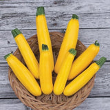 Golden Zucchini Seeds