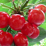 Cherry Tree Seeds Fruit Sweet Edible Bonsai Plants Garden Home