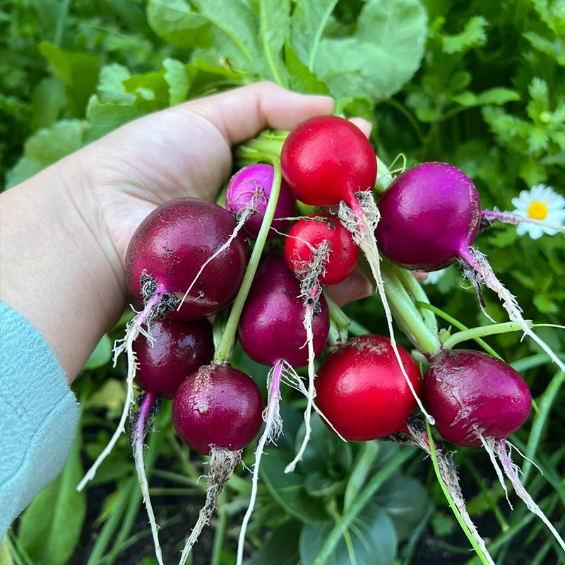 Rainbow Easter Egg Radish Seeds