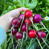 Rainbow Easter Egg Radish Seeds