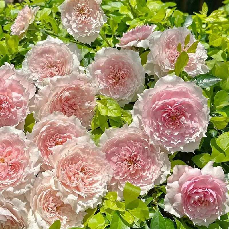 Monique Darve Rose Seeds