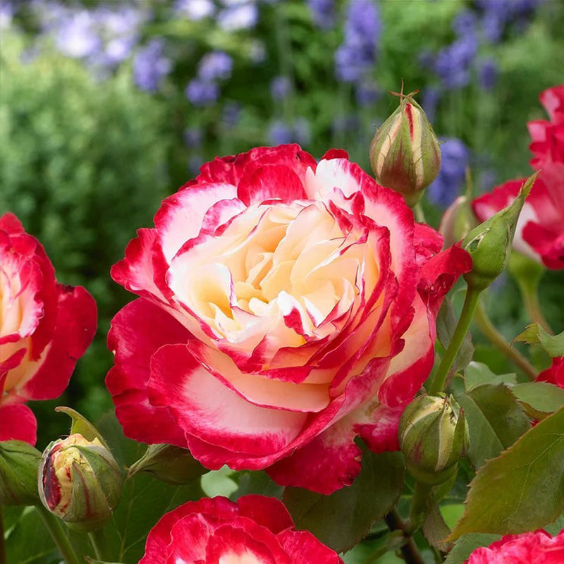 Rose Double Delight Seeds