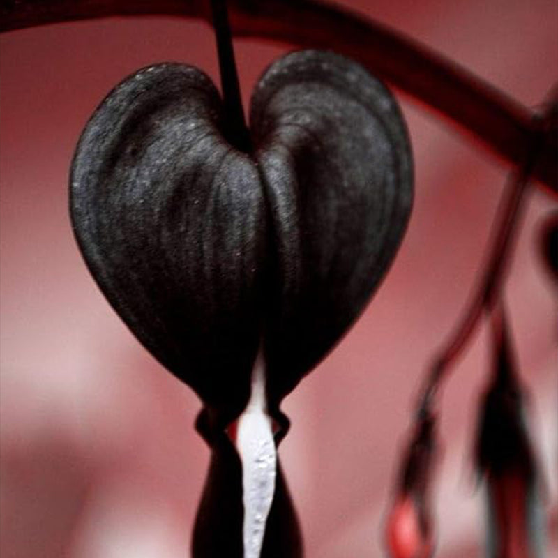 Black Bleeding Heart Seeds Dicentra Spectabilis Shade Flower Garden Spring Flowering