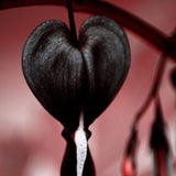 Black Bleeding Heart Seeds Dicentra Spectabilis Shade Flower Garden Spring Flowering