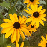 Classic Black-Eyed Susan Seeds