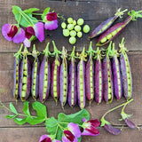 Heirloom Purple Sugar Snap Pea Seeds