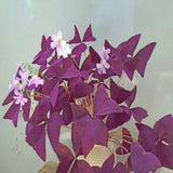 Sourdough Cuckoo Shamrock sorrel lichen garden