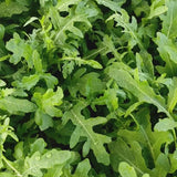 Heirloom Classic Arugula Seeds