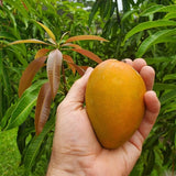 Semilla de fruta de mango Deliciosa fruta no transgénica Frutas jugosas Sabor robusto Alto rendimiento Florece Excelente para bordes