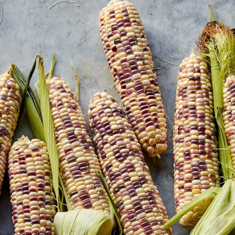 Corn, Sweet, Wild Violet Hybrid