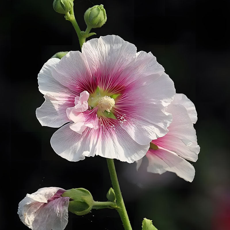 Hollyhock Seeds - Single Mix
