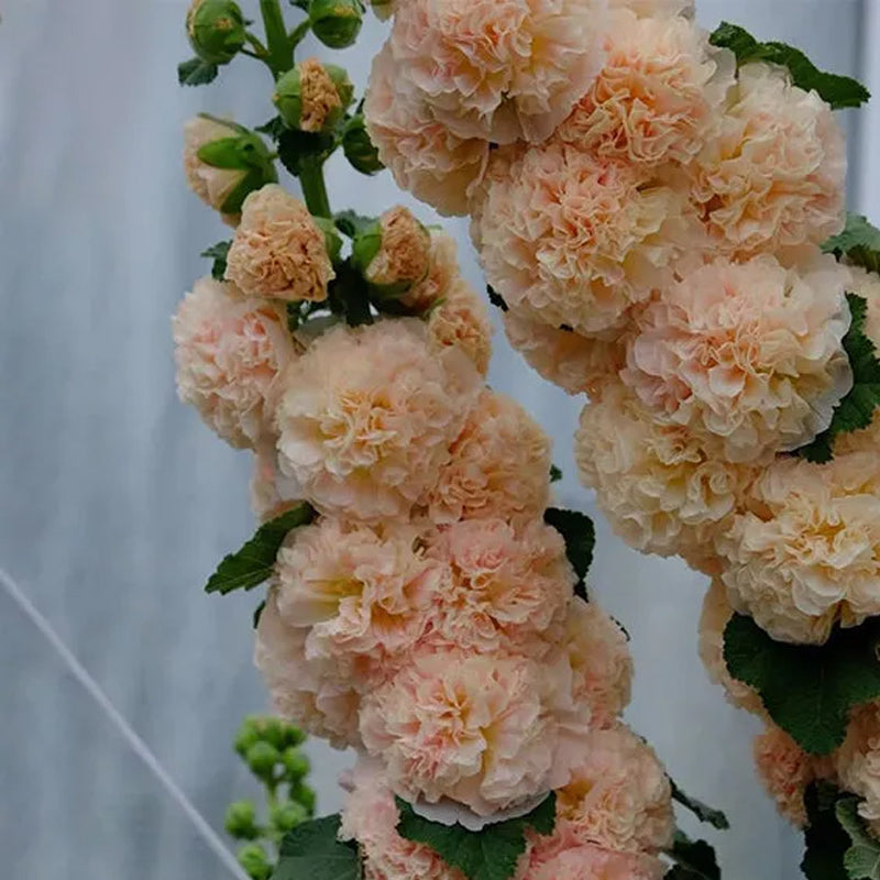 Alcea, Malvarrosas, Melocotones y Sueños