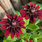 Cherry Red Black-Eyed Susan Seeds