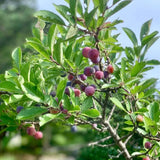 Semillas de árbol/arbusto frutal de ciruelo de playa, nombre botánico: Prunus maritima, familia: Rosaceae