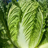 Premium Napa Cabbage Seeds