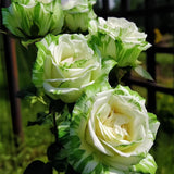 Rosas gemelas blancas y verdes raras