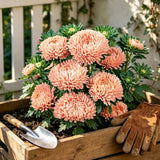 Blush Peach China Aster (Callistephus chinensis) Seeds