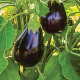 Berenjena, belleza negra