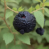 Semillas de mora de primera calidad: cultive bayas jugosas y sabrosas en casa: arbusto gigante perenne de gran tamaño para exteriores