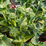 Heirloom Sprouting Broccoli Seeds