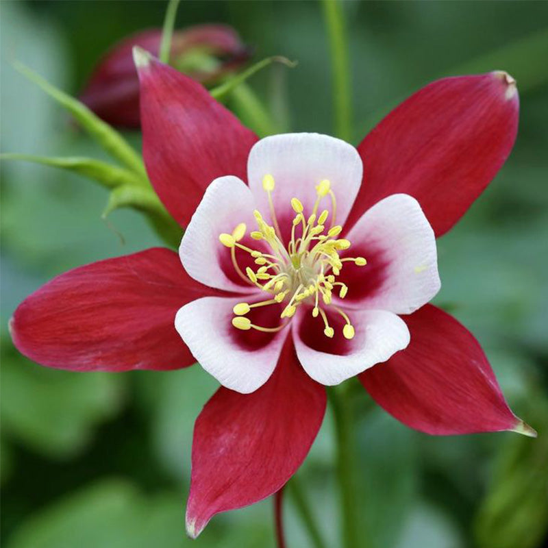 Columbine, Early Bird Burgundy & White