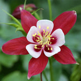 Columbine, Early Bird Burgundy & White