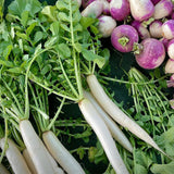 Premium Long White Radish Seeds