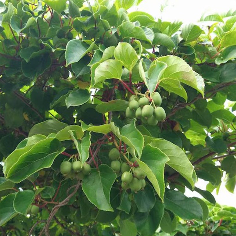 Hardy Kiwi Seeds (actinidia arguta)