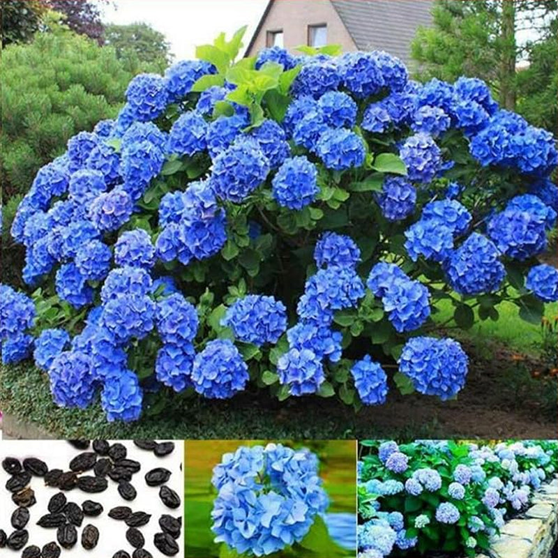 Semillas de hortensia macrophylla multicolor de colores variados para bonsái, flores y bodas