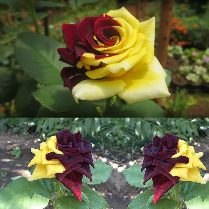 Semillas de rosa rara gemela roja y amarilla