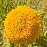 Osito de peluche girasol