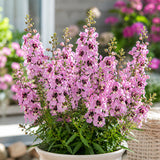 Light Pink Summer Snapdragon (Angelonia angustifolia) Seeds