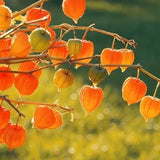 Physalis alkekengi,Strawberry groundcherry,Winter Ground Cherry - Chinese Lantern Seeds