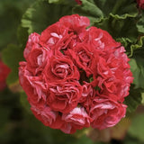 Red Apple Blossom Geranium Seeds
