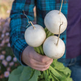 Turnip, Silky Sweet Hybrid