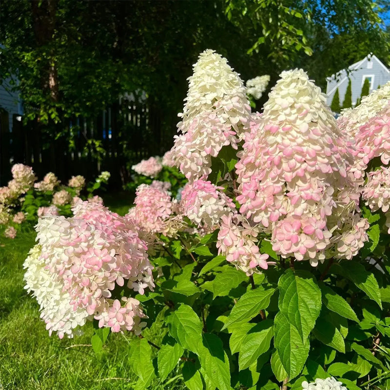 Cone Hydrangea Flowers Seeds-Vanilla Strawberry & Limelight