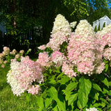 Cone Hydrangea Flowers Seeds-Vanilla Strawberry & Limelight