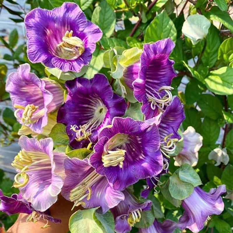Perennial Mixed Cobaea Cupb Saucer Vine Flower Seeds