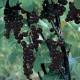Currant, Consort Black