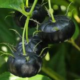 Small Version Of Pumpkin-Red Ginseng Seeds