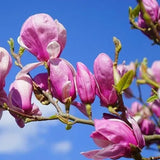 Árbol de flores de magnolia lirio Semillas de tulipán fragante de color rosa y morado Magnol Liliiflora