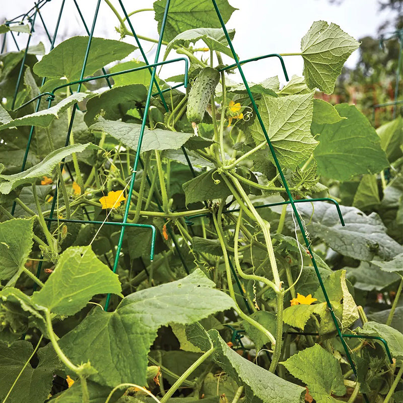 Pepino, híbrido de Bragger