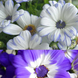 Cineraria Mix Flower Seeds
